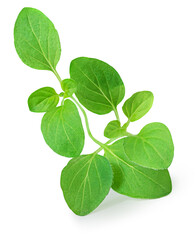 Oregano or marjoram leaves isolated on white background. Fresh sweet marjoram herb close up.