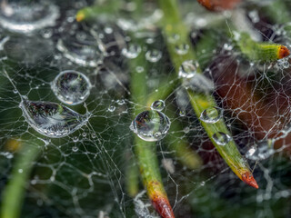 dew drops formed on a cobweb