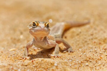 a very small sand gecko