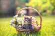 © vvvita - Little kitten sitting in a basket on the grass with flowers in the summer garden