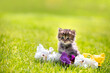 © vvvita - Little kitten sitting on the grass with flowers in the summer garden