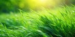 © sompong - Close-up of green grass swaying in the wind, nature, plant, outdoor, movement, tranquil, serene, environment, growth, peaceful