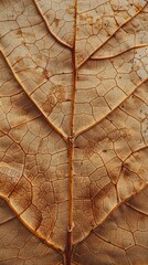 Close-up of dried leaf showing intricate vein pattern, nature texture, autumn concept