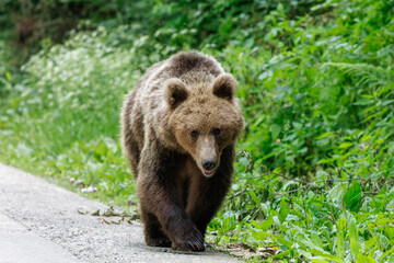 Brown bear in the forest near the road