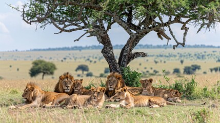 Wall Mural - a pride of lions resting in the shade of an acacia tree and the cubs playing and tumbling while the 
