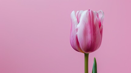 Wall Mural - Single pink tulip on a soft pink backdrop, ideal for decoration or cards