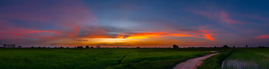 Wall Mural - panorama rice field with sunset.tree silhouetted against a setting sun.beautiful clouds,sunlight wit