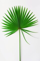 Wall Mural - Lush foliage of a tropical palm tree, showcasing its natural beauty and texture.