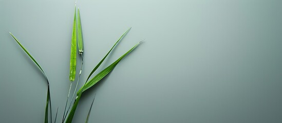 Aufkleber - one cattail on a uniform gray background. shot with one light source. the photo reflects minimalism and natural colors for the home. with copy space image. Place for adding text or design