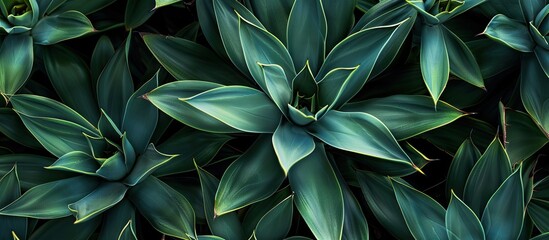 Fototapete - abstract pattern of agave plant. with copy space image. Place for adding text or design