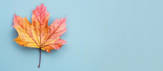Fototapete - pressed maple leaf Isolated on pastel background  Isolated. with copy space image. Place for adding text or design