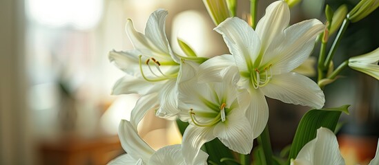 Aufkleber - White flowers isolated with macro view and blurred background inside apartment. with copy space image. Place for adding text or design