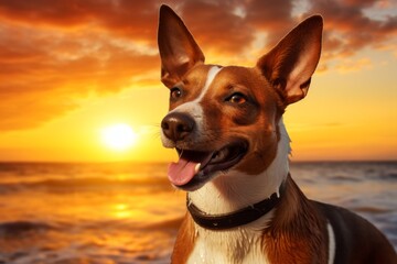 Wall Mural - Portrait of a happy basenji dog isolated in vibrant beach sunset background