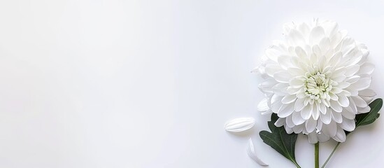 Aufkleber - White chrysanthemum and a white background. Copy space image. Place for adding text or design