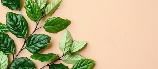Poster - Branch of green leafs Isolated on pastel background. with copy space image. Place for adding text or design
