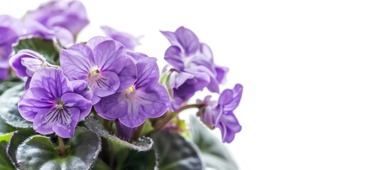 Fototapete - Saintpaulias, commonly known as African violet, is a flowering plants in the family Gesneriaceae. Potted plant. White background. with copy space image. Place for adding text or design