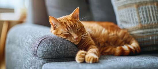 Poster - Cute red cat lying on grey armchair in living room. Copy space image. Place for adding text or design
