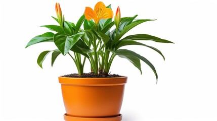 Sticker - orange flower in a pot