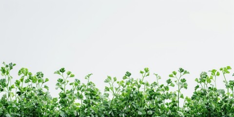 Poster - Lush green plants against a bright white sky, perfect for nature and outdoor themed designs