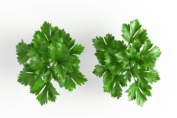 Poster - A pair of green leaves sitting on a white surface, great for backgrounds and textures