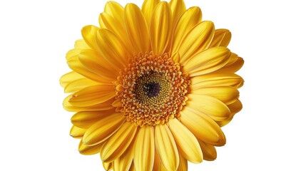 Sticker - Isolated Yellow Gerbera daisy with clipping path on white background