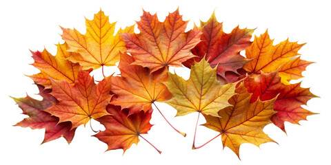 maple autumn leaves
