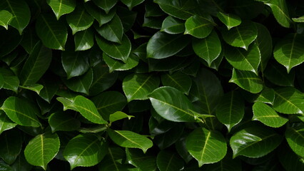 Wall Mural - green leaves background