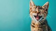 © neirfy - laughing cat on plain blue background, copy space