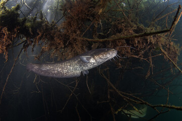 Poster - Wels catfish is near the bank. Wels during dive. European fish in fresh water. Huge fish with wide mouth and long barbel. 