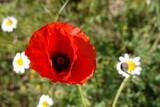 Fototapeta Maki - close-up poppy with red petals in wild field with wild daisies