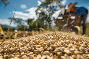 Wall Mural - Close-Up of Grain Harvest in South America with Farmers Using Innovative Techniques