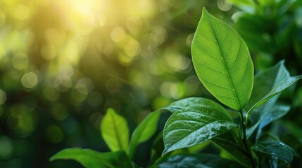 Wall Mural - beautiful green leaf on blurred background in garden with copy space for ecological wallpaper concep
