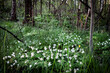 © From Ukraine - An island of snowdrops surrounded by water and impassable swamps