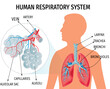 © Sanjaykumar - Human respiratory system. Vector Anatomy illustration.