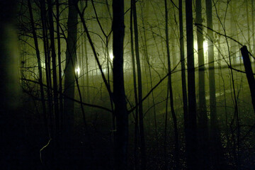 Foggy night in the forest