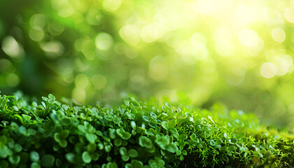 Wall Mural - green leaves and grass over bokeh blur nature background