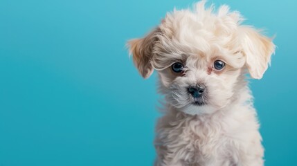 Sticker - Puppy mix of Maltese and Poodle on blue background