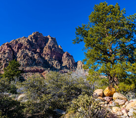 Wall Mural - Pine Tree and Mt. Wilson on The First Creek Trail, Red Rock Canyon National Conservation Area, Mountain Springs, Nevada USA