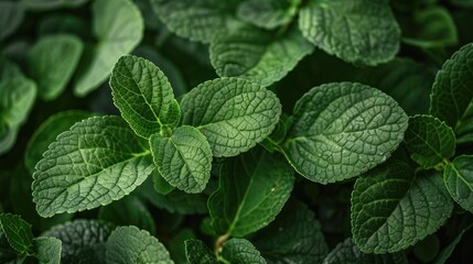 Poster - Crisp verdant leaves for a salad