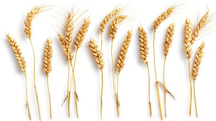 Wall Mural - Wheat stalks with full heads isolated on a white background. This design element can be used for packaging and can be easily cropped thanks to its clipping path.