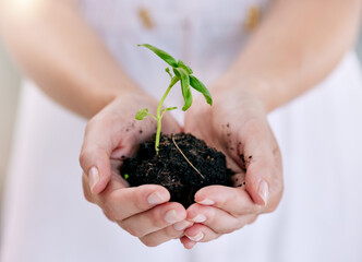 Sustainability, nature and person with plant in hands for earth day, ecology and agriculture. Green leaf, soil and fingers closeup for eco friendly conservation, growth and protect future environment