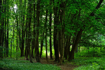 Wall Mural - green foliage forest with footpath and tree trunks. nature background. Beautiful atmosphere wood landscape. spring summer season. relaxation walk concept