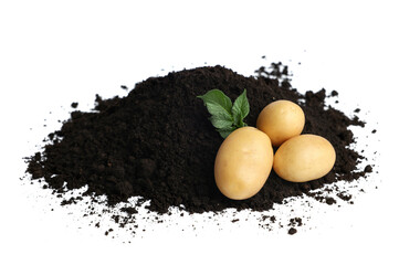 Wall Mural - Fresh raw potatoes and soil isolated on white