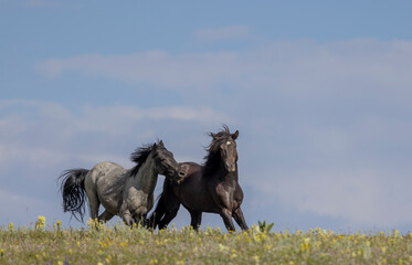 Wall Mural - Pair of Wild Horse Stallions Fighting in the Pryor Mountains Montana in Summer