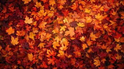 Wall Mural - Fall maple leaves Nature backdrop