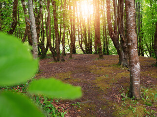 Wall Mural - A forest with a path through it . The sun is shining through the trees creating sun flare. Clean park. Warm and comfortable mood. Nobody.