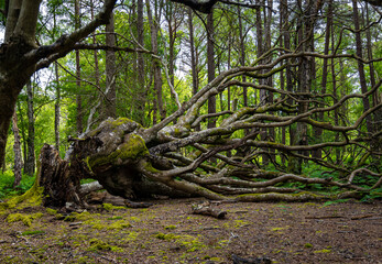 Wall Mural - View of New Forest national park in summer, ENgland