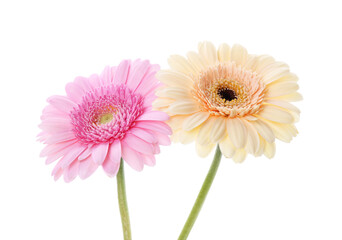 Sticker - Two beautiful gerbera flowers isolated on white