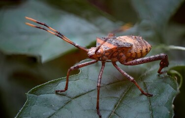 Macro photo of insect animals in tropical nature