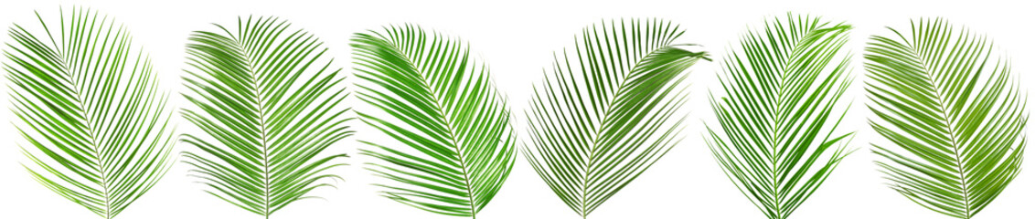 Canvas Print - Green coconut palm leaves isolated on white, set